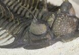 Spiny Comura Trilobite - Exceptional Specimen #65820-4